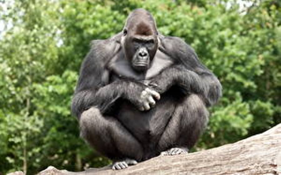Affe